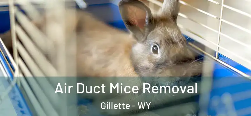  Air Duct Mice Removal Gillette - WY